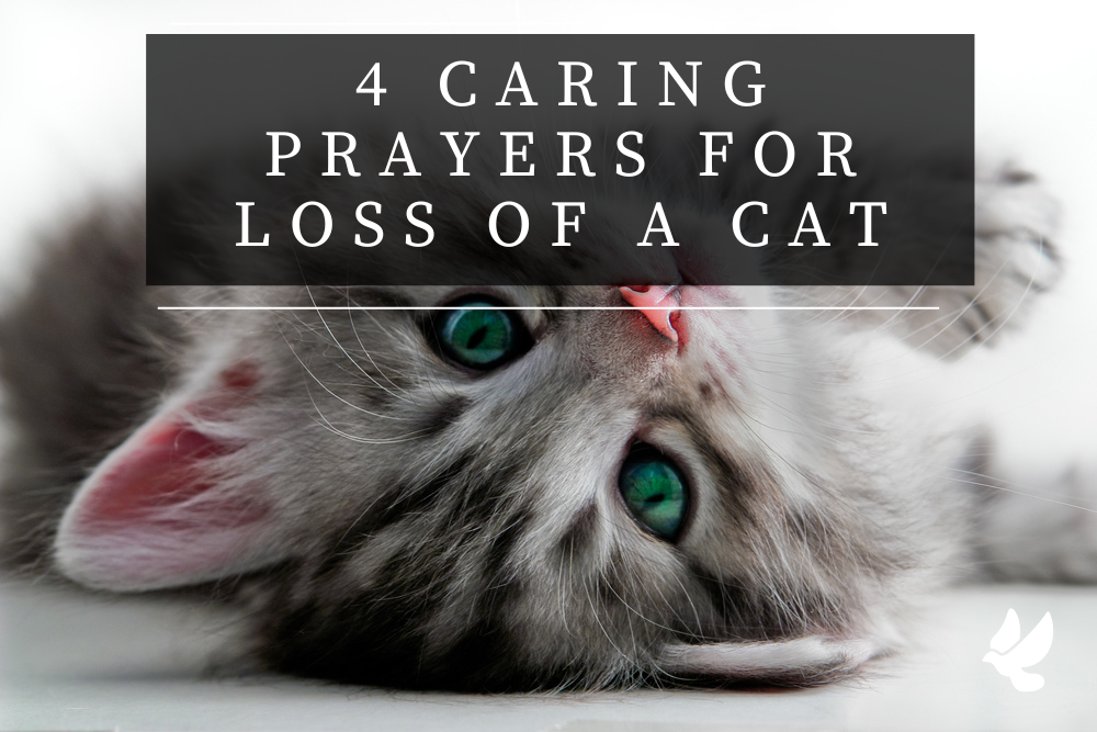 prayers for the loss of a cat