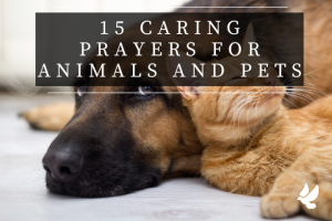 15 Caring Prayers For Animals And Pets - Grace and Prayers