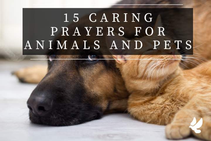 Prayers For Animals And Pets