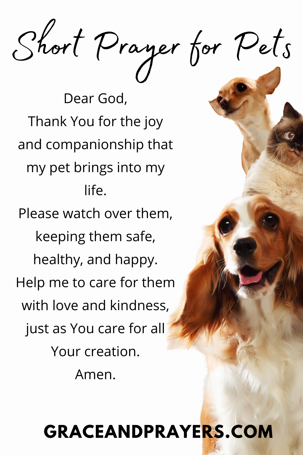 11 Heartfelt Prayers For Beloved Pets - Grace and Prayers